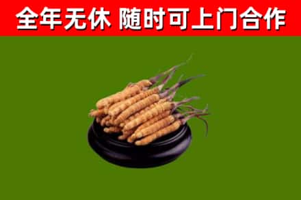 乐至回收冬虫夏草